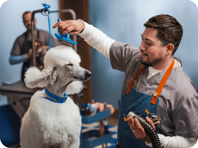 A groomer brushes a white poodle in a pet grooming salon, with tools and products visible in the background.